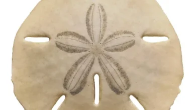 Sand Dollar